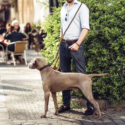laisse de chien main libre confortable