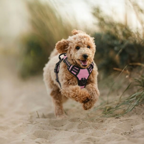 chien harnais anti‑traction boucles sécurisées