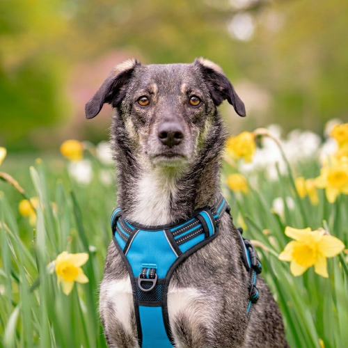  chien harnais anti‑traction contrôle et liberté