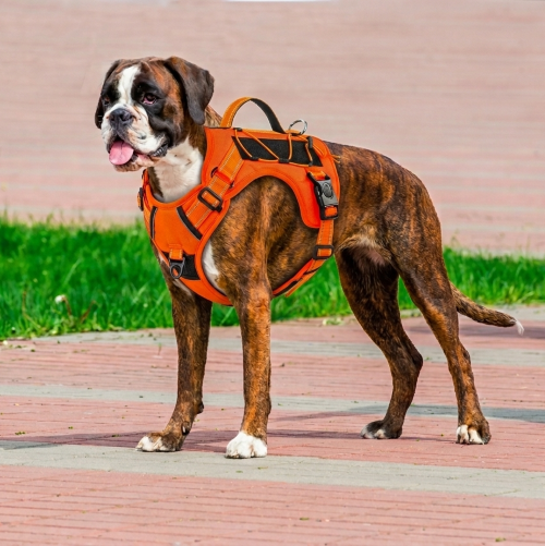 chien harnais anti traction corde attache accessoire dorsale