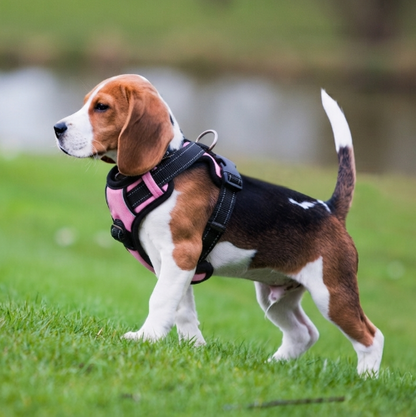 chien harnais anti traction matériaux résistants