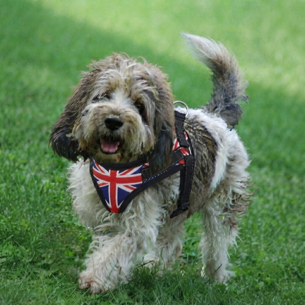 chien harnais anti traction nylon durable