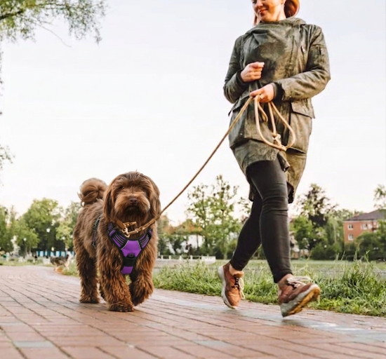 chien harnais anti‑traction poignée pour contrôle