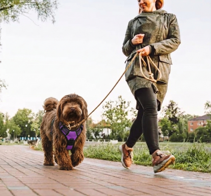 chien harnais anti‑traction poignée pour contrôle