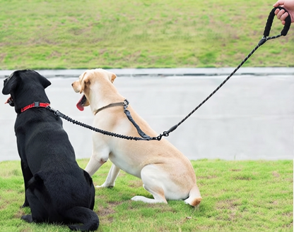 double laisse chien extension élastique absorbe chocs