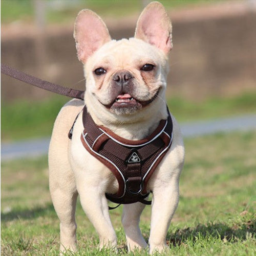 harnais anti traction chien ensemble laisse harnais