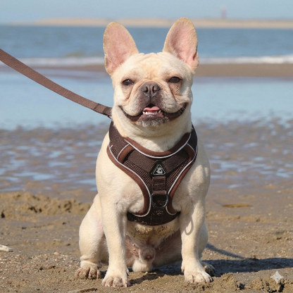 harnais anti traction chien ensemble laisse harnais