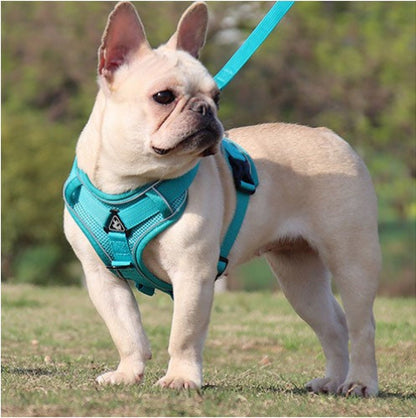 harnais anti traction chien pitbull ensemble laisse