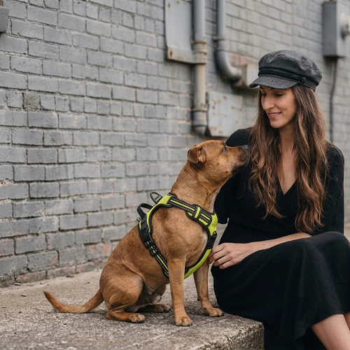 harnais anti traction chien polyester confortable