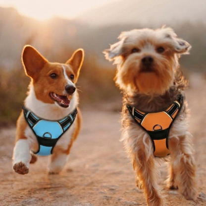 harnais anti traction chien sangle réglable