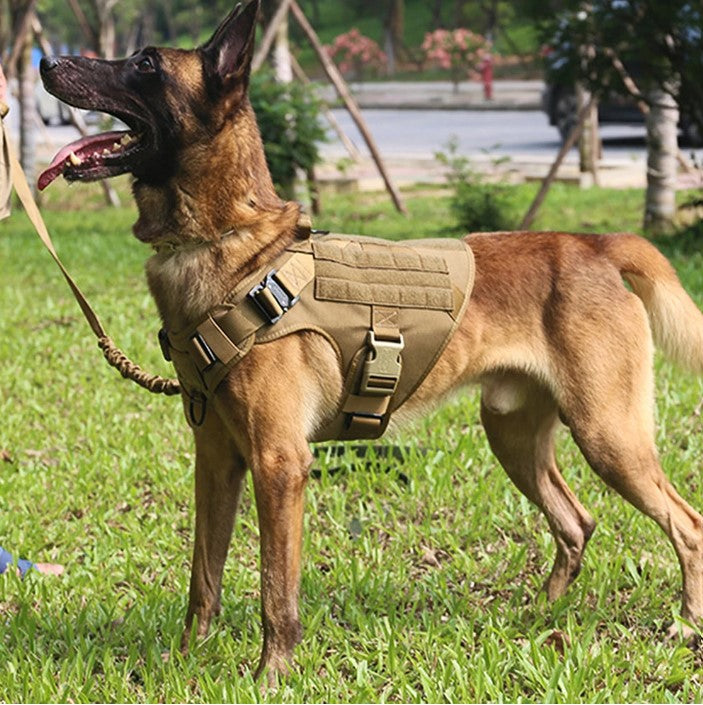 harnais anti traction pour chien bande réglage complet