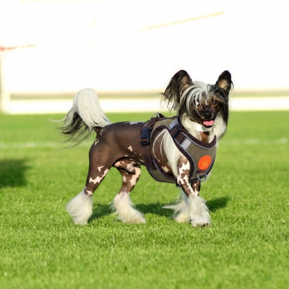 harnais anti traction pour chien boucle ajustable
