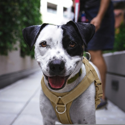 harnais anti traction pour chien nylon qualité militaire
