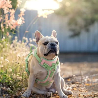 harnais anti traction pour chien sangle poitrine réglable