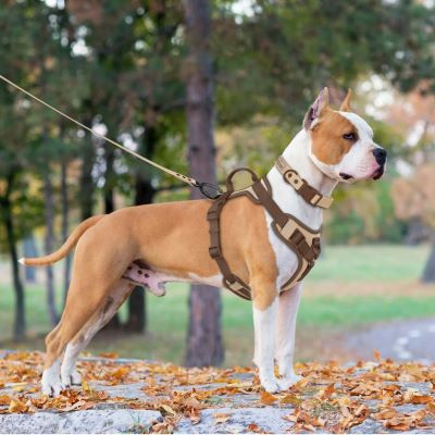 harnais anti traction pour chien sangle réglable