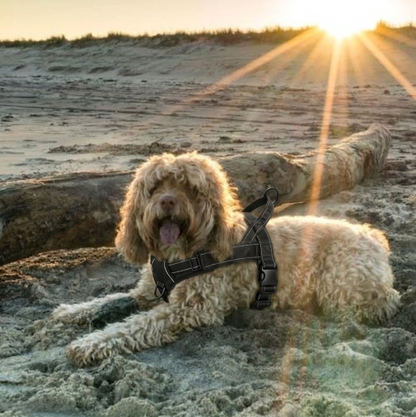 harnais anti traction pour chien structure en H