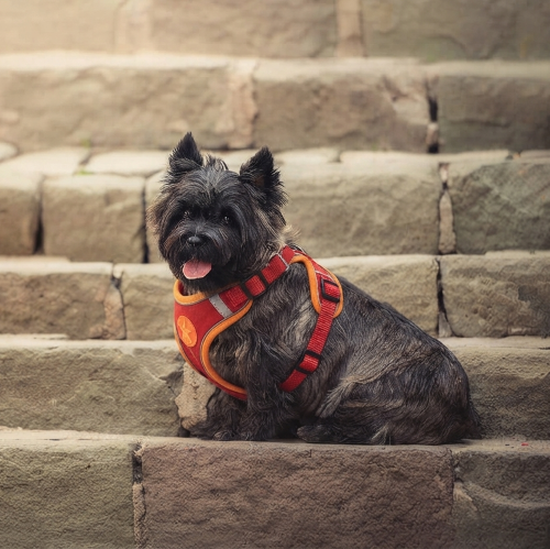 harnais anti traction pour chien tissu respirant