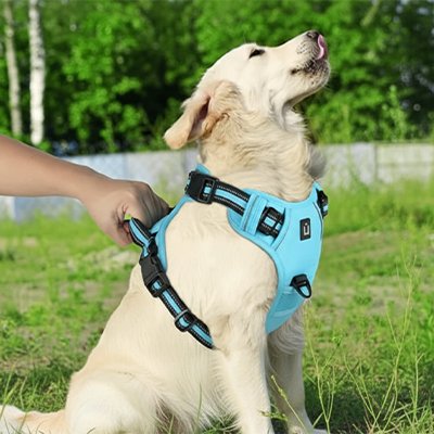 harnais chien anti traction glaçure douce remourrée réglable