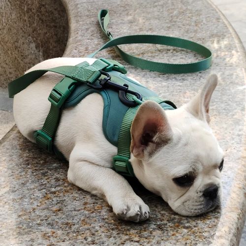 harnais chien anti traction veste élégante fonctionnel ajustable