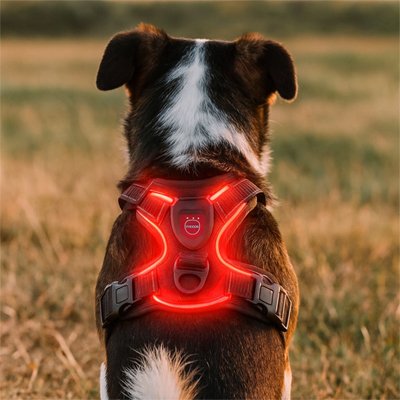 harnais chien lumineux led securité nylon