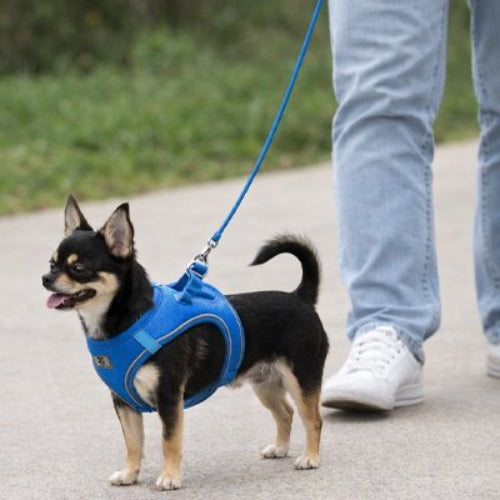 harnais chiot ajustement rapide maillage respirant