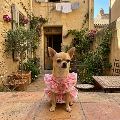 harnais petit chien gilet petite fille laisse