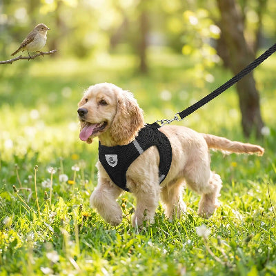 harnais petit chien réglable motif durable confortable