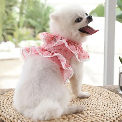 harnais petit chien robe fleur dentelle rose laisse