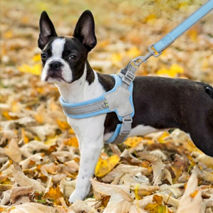harnais pour chien anti traction taille grand petit