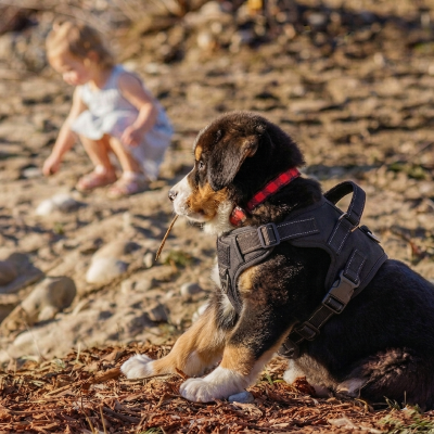 harnais pour chien clip ajustable nylon poignée