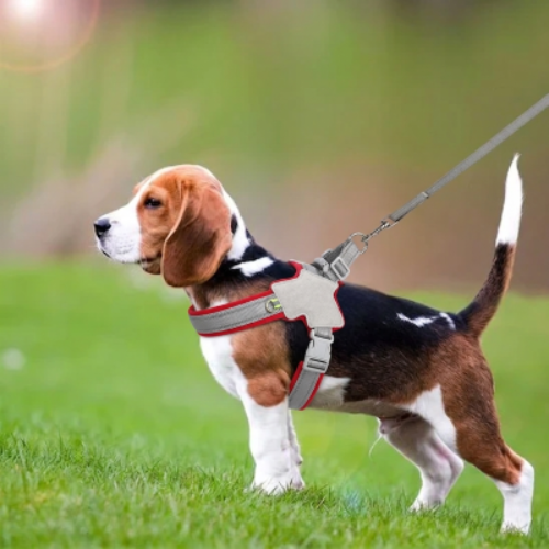 harnais pour chien petite grande taille réfléchissant