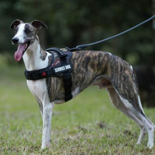 harnais pour chiens ajustable lavable contour réfléchissant