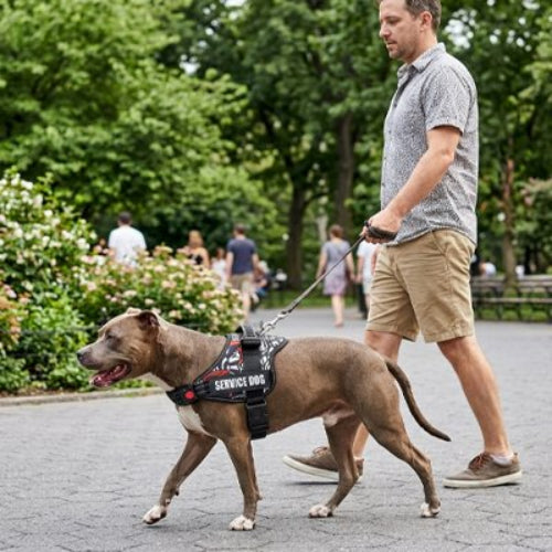 Harnais pour chiens boucle anti ouverture