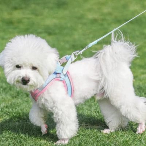 harnais pour chiot boucle robuste velcro ajustable laisse