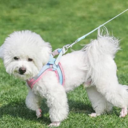 harnais pour chiot boucle robuste velcro ajustable laisse