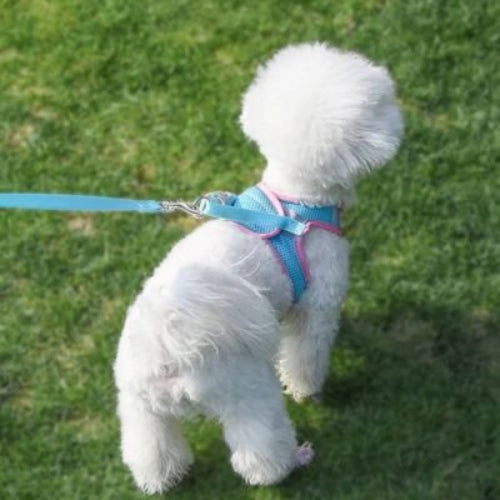 harnais pour chiot confort nylon respirant laisse
