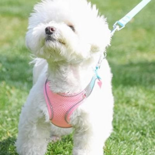harnais pour chiot  nylon ajustable velcro boucle robuste