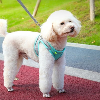 harnais pour petit chien chiot réfléchissant nylon