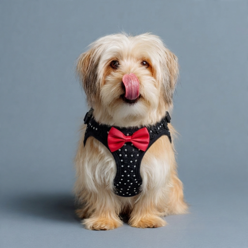 harnais pour petit chien noir diamant nœud papillon