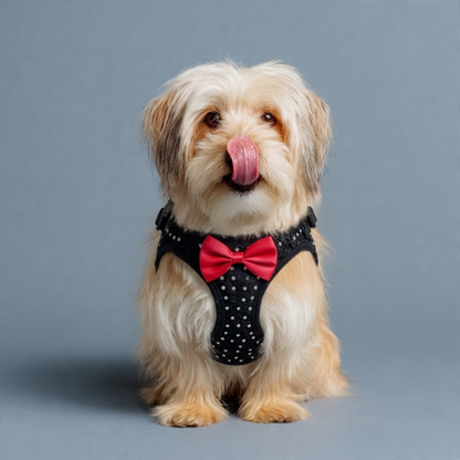 harnais pour petit chien noir diamant nœud papillon