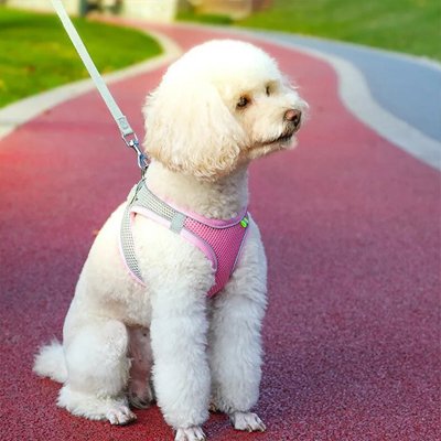 harnais pour petit chien moyen nylon réfléchissant réglable