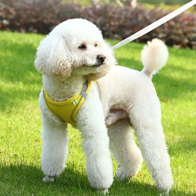 harnais pour petit chien nylon réfléchissant toutes saisons