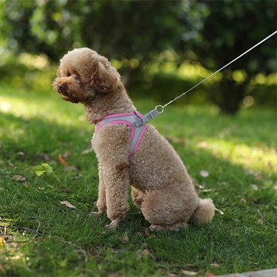 harnais pour petit chien réglable toutes saisons réfléchissant