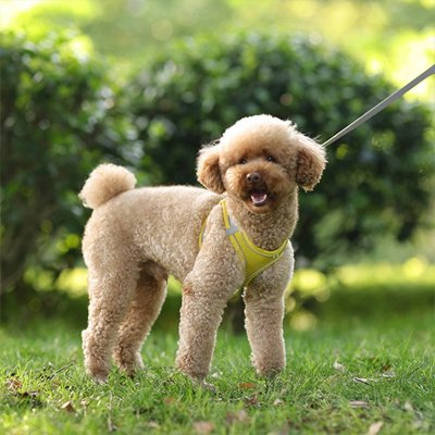 harnais pour petit chien respirant réglable réfléchissant nylon