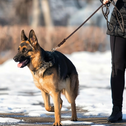 laisse chien motif uni élégant