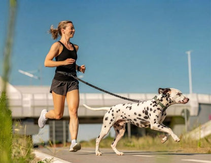 laisse main libre pour chien ceinture réglable