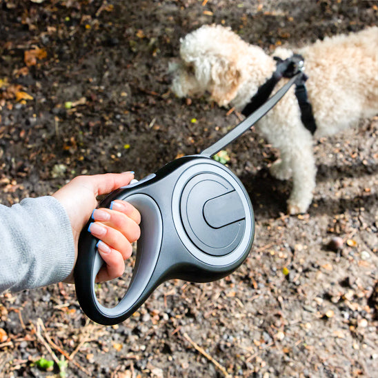 laisse pour chien rétractable roulette réglable petit 8m